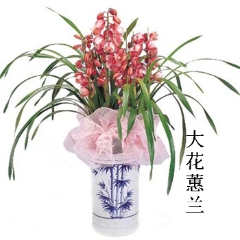 大花慧蘭|錢江新城花卉財(cái)租