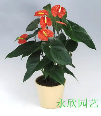 紅掌|北部轉(zhuǎn)業(yè)園植物租賃